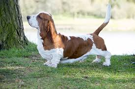 Basset hound